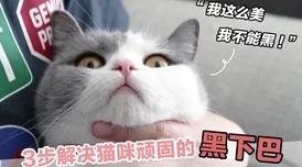 萌猫变身武将排行榜揭秘 ｜ 最强武将大盘点